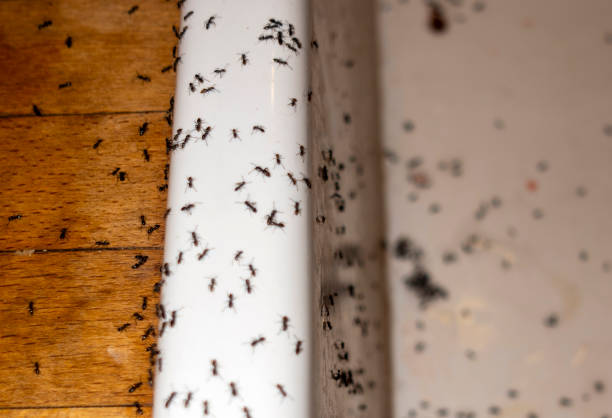 Best Insect Control  in Shelley, ID