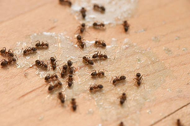 Best Pest Control Near Me  in Shelley, ID