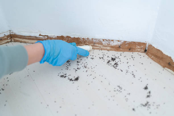 Best Best Pest Control Companies  in Shelley, ID